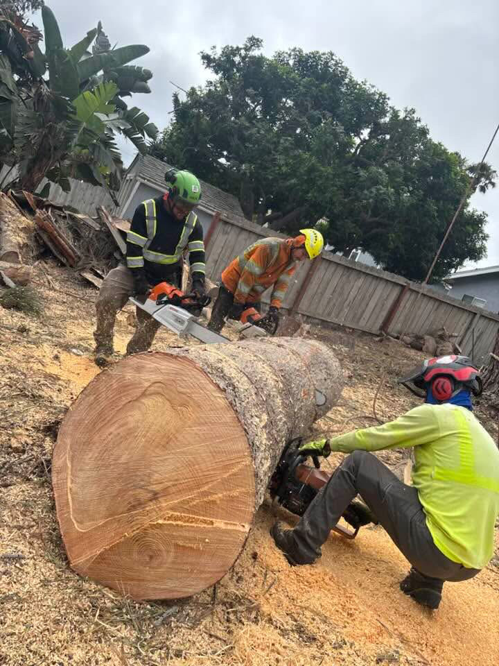 Tree Removal