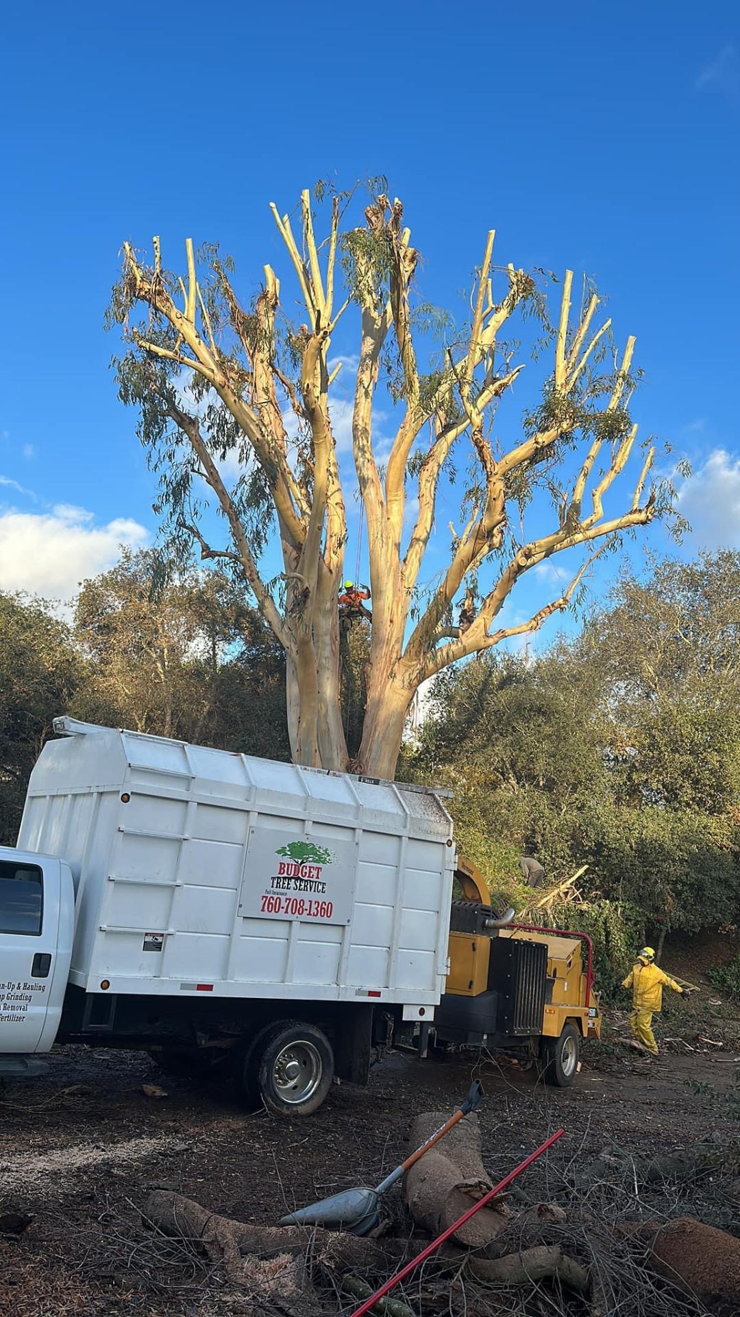 Lot Clearing & Brush
